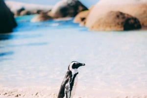 Cape Town: Professionally Curated Tour with Local Guide