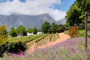 ケープタウン：四輪バギー、オーストリッチファーム、ワインツアーをお楽しみください