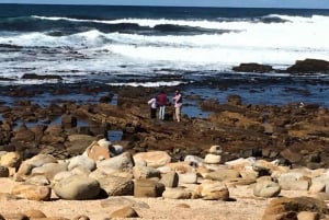 Cape Town: Avslappende dagstur rundt Kapphalvøya