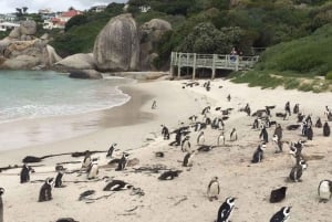 Кейптаун: расслабляющий однодневный тур по Кейпскому полуострову