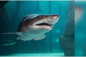 Kapstaden: Robben Island och två Oceans Aquarium dagstur