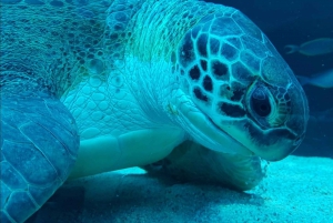 Kapstaden: Robben Island och två Oceans Aquarium dagstur