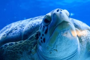 Cape Town: Robben Island and two Oceans Aquarium Day Tour