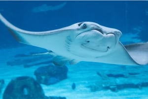 Cape Town: Robben Island and two Oceans Aquarium Day Tour