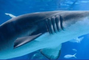 Cape Town: Robben Island and two Oceans Aquarium Day Tour