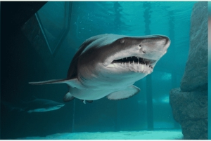 Kapstadt: Robben Island und Two Oceans Aquarium Tagestour