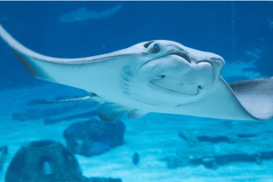 Kapstadt: Robben Island und Two Oceans Aquarium Tagestour