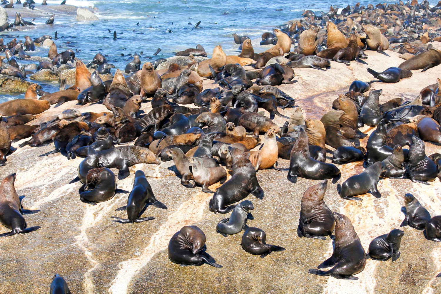 Città del Capo: biglietto del traghetto per Robben Island e tour delle township