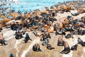 Città del Capo: Tour in traghetto di Robben Island con servizio di prelievo in hotel di 1 sola andata