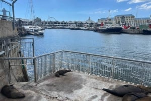 Città del Capo: Tour panoramico di Robben Island con guida storica