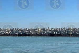 Cape Town: Halvdagstur til Robben Island med forhåndsbestilt billett