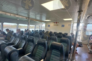 Cape Town: Halvdagstur til Robben Island med forhåndsbestilt billett