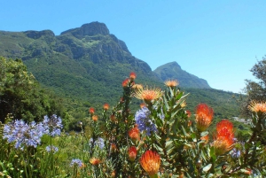 Cape Town: Robben Island, Kirstenbosch Garden og vinsmagning