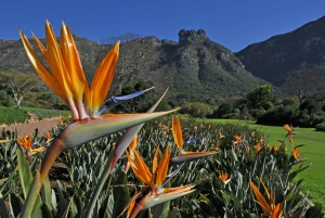 Cape Town: Robben Island, Kirstenbosch Garden og vinsmagning