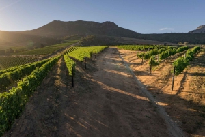 Cape Town: Robben Island, Kirstenbosch Garden og vinsmagning