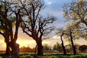 Cape Town: Robben Island, Kirstenbosch Garden og vinsmagning