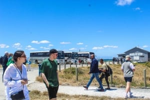 Cape Town: Robben Island plus billetter til Cape Big Wheel