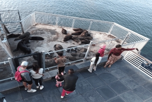 Città del Capo: Tour di Robben Island e della Lunga Marcia verso la Libertà
