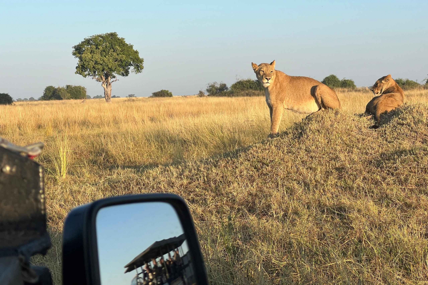 Najlepsza prywatna jednodniowa wycieczka na safari w Kapsztadzie - Aquila Big 5