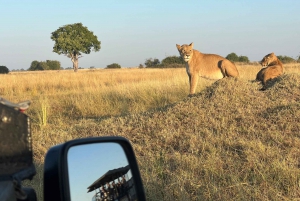 Der beste private Safari-Tagesausflug nach Kapstadt - Aquila Big 5