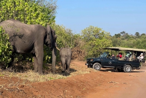 La mejor excursión privada de un día a Ciudad del Cabo - Aquila Big 5