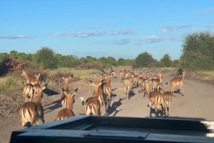 Najlepsza prywatna jednodniowa wycieczka na safari w Kapsztadzie - Aquila Big 5