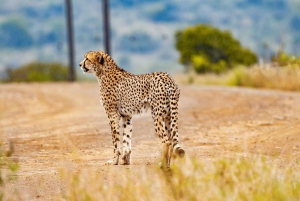 Cape Town Safari Day visit Tour Aquila private game reserve