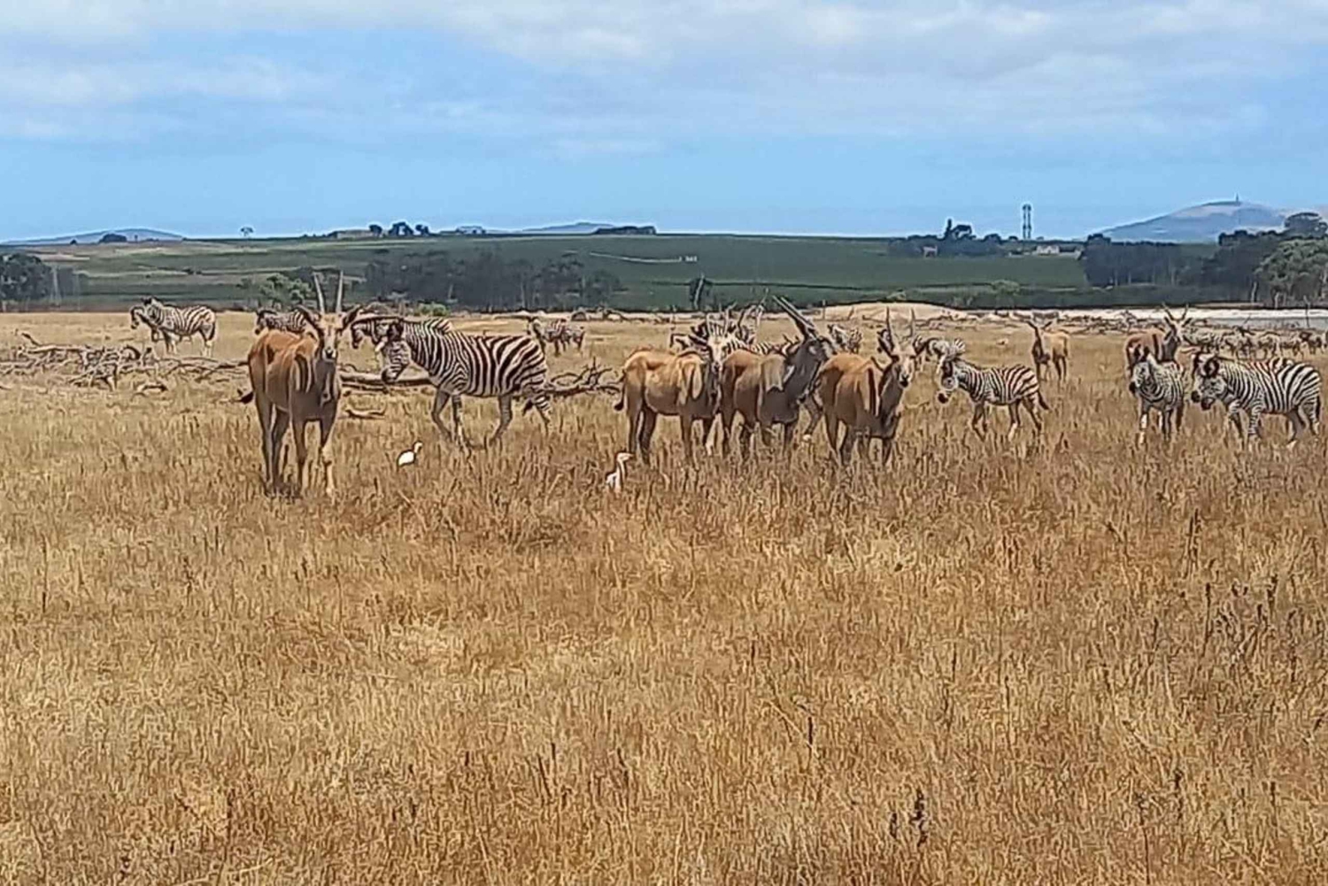 كيب تاون: جولة سفاري ووينلاندز النهارية