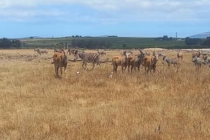 Cape Town: Dagsutflukt med safari og vinmarker