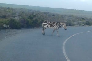 Cape Town: Safari og vinland dagstur