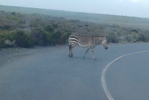 Cape Town: Dagsutflukt med safari og vinmarker