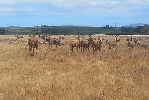 كيب تاون: جولة سفاري ووينلاندز النهارية