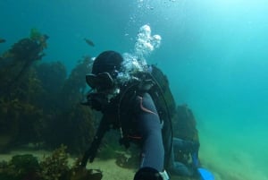 Cape Town: Scuba Diving Experience for Beginners
