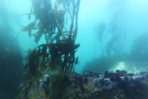 Cape Town: Scuba Diving Experience for Beginners