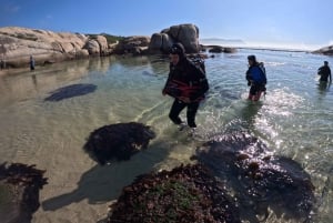 Cape Town: Scuba Diving Experience for Beginners