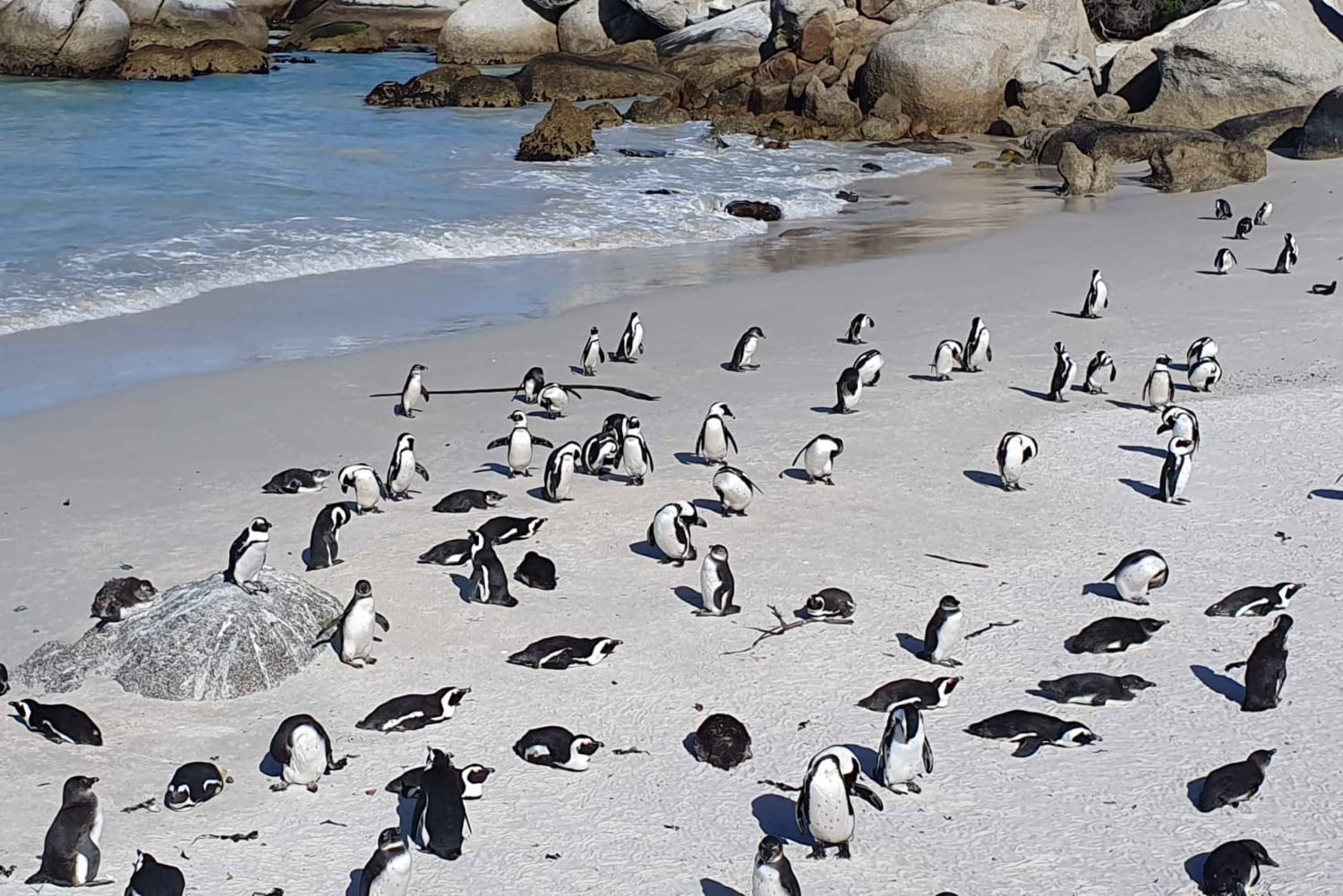 Kapstaden: Seal Island, Godahoppsudden & Penguins Privat