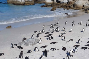Cape Town: Seløya, Kapp det gode håp og pingviner privat