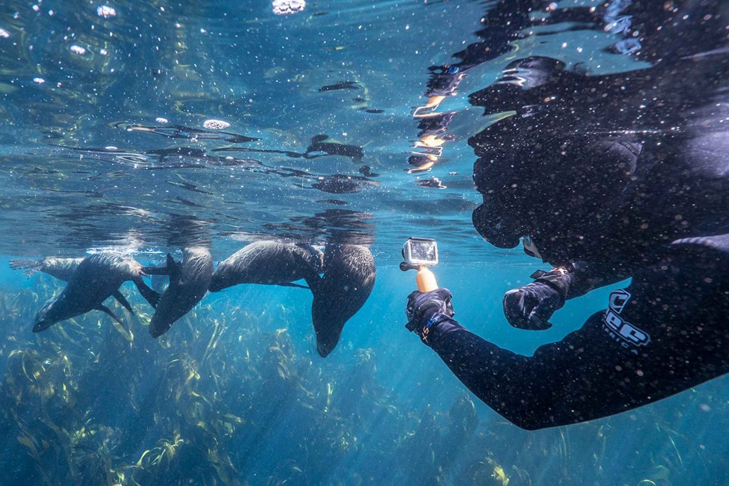Le Cap : Croisière avec plongée en apnée guidée pour les phoques à Hout Bay