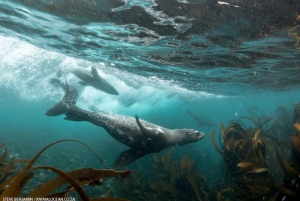 Cape Town: Cruise with Guided Seal Snorkel in Hout Bay