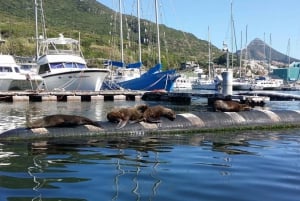 Cape Town: Cruise with Guided Seal Snorkel in Hout Bay