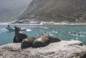 Cape Town: Seal Snorkeling at Duiker Island, Hout Bay