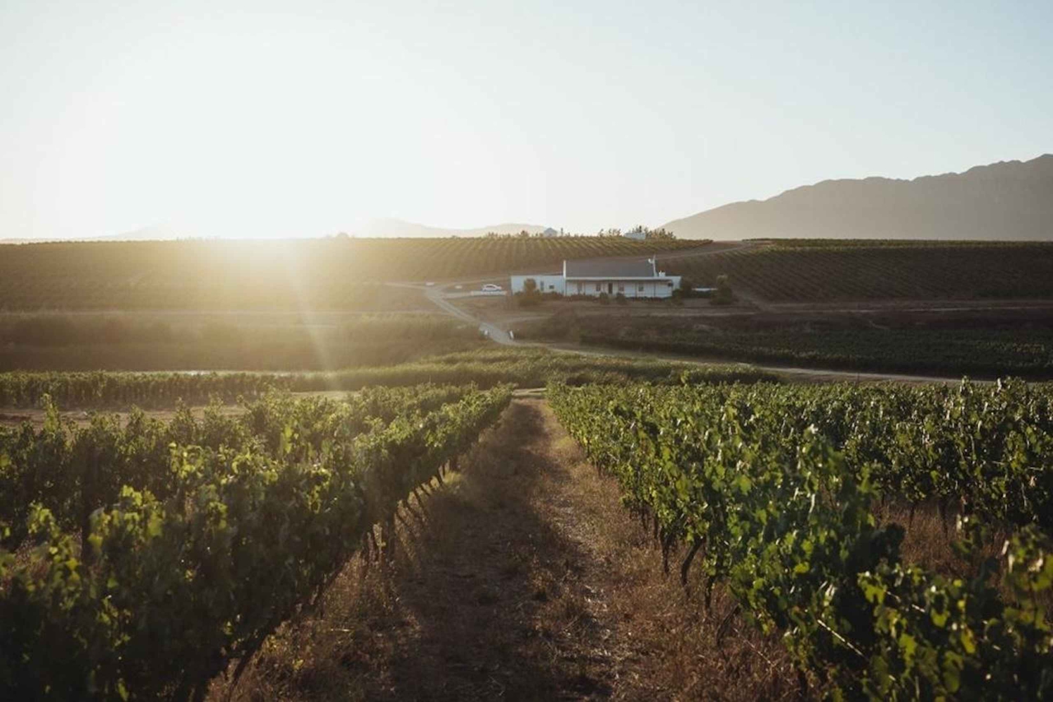Cidade do Cabo: Adegas Secretas, Prova de Vinhos da Cidade do Cabo e Almoço