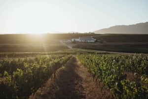 Cape Town: Secret Cellars Cape Wine Tasting and Lunch