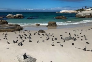 Kaapstad: Enkele attracties van de Kaap (privétour)