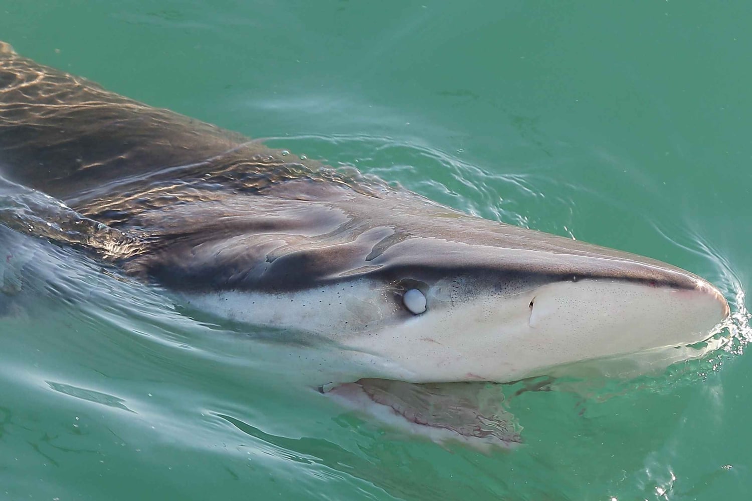 Città del Capo: immersione nella gabbia degli squali