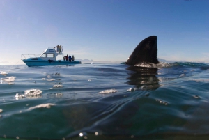 Cape Town: Shark Cage Dive