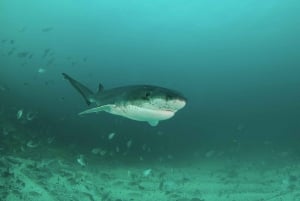 Cape Town: Shark Cage Dive
