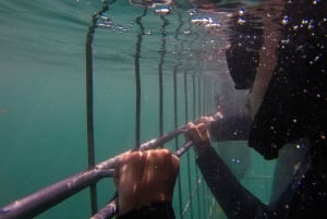 Città del Capo: immersione nella gabbia degli squali