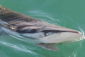 Città del Capo: immersione nella gabbia degli squali