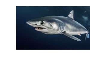 Città del Capo: immersione nella gabbia degli squali